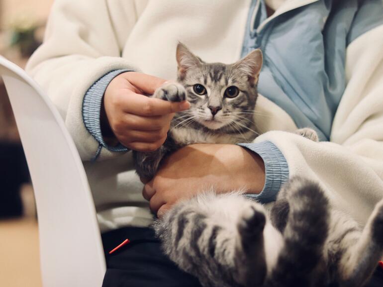 Veterinary office with doctor and cat